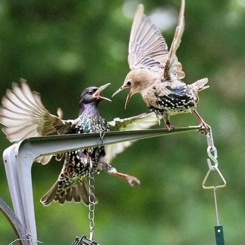 European starlings birds fighting