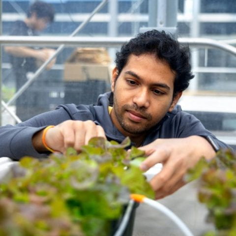Cornell systems engineering doctoral student Akshay Ajagekar assesses the growth of lettuce plants in a Guterman Lab greenhouse